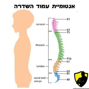 אנטומיית עמוד השדרה